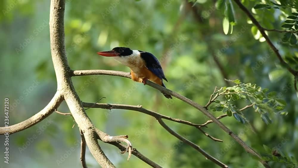 Black-capped Kingfisher on branch tree. Black-capped Kingfisher on branch tree.