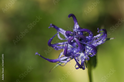 Rampion ( Phyteuma hedraianthifolium ) photo