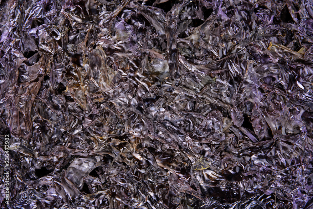 seaweed background seaweed background