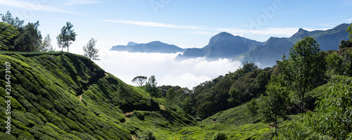 Plantations de thé, Munnar, Top Station, Inde