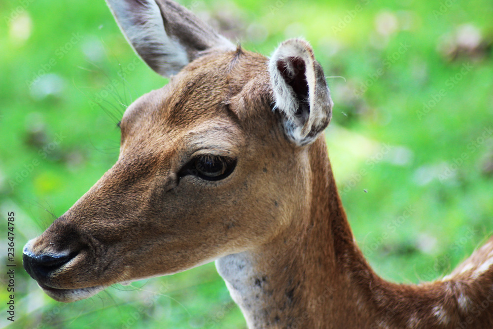 Primo piano di cucciolo di daino