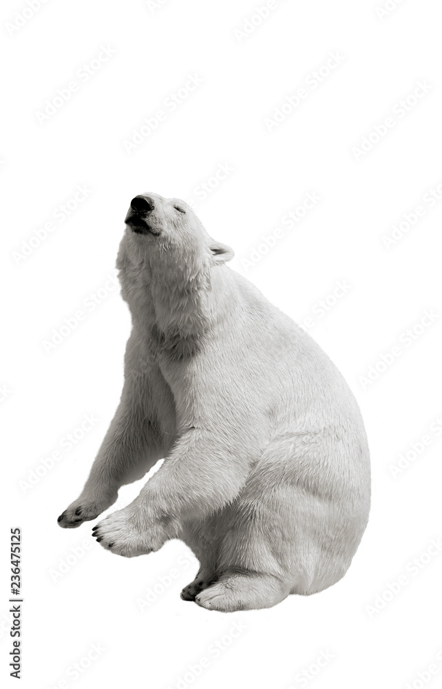 Fototapeta premium The polar bear stands on its hind legs and asks for food on a white isolated background