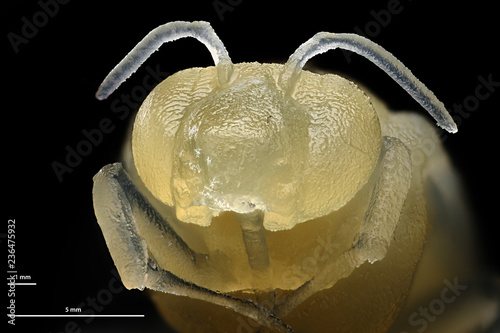 3D Scanned, 3D Printed and 3D imaged Bee photo