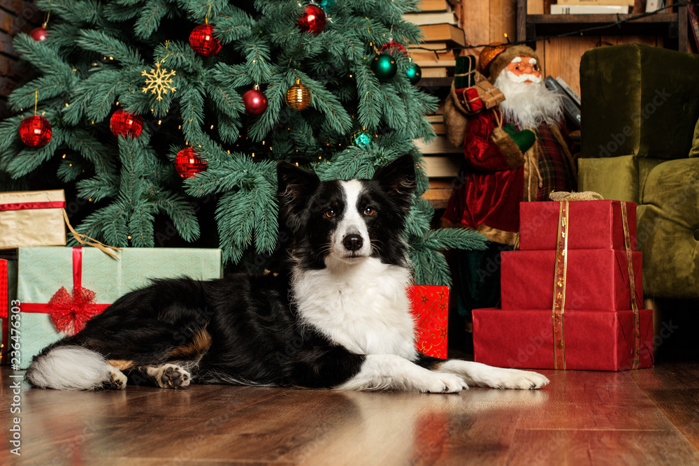 border collie dog New Year's portrait under a beautiful Christmas tree with gifts