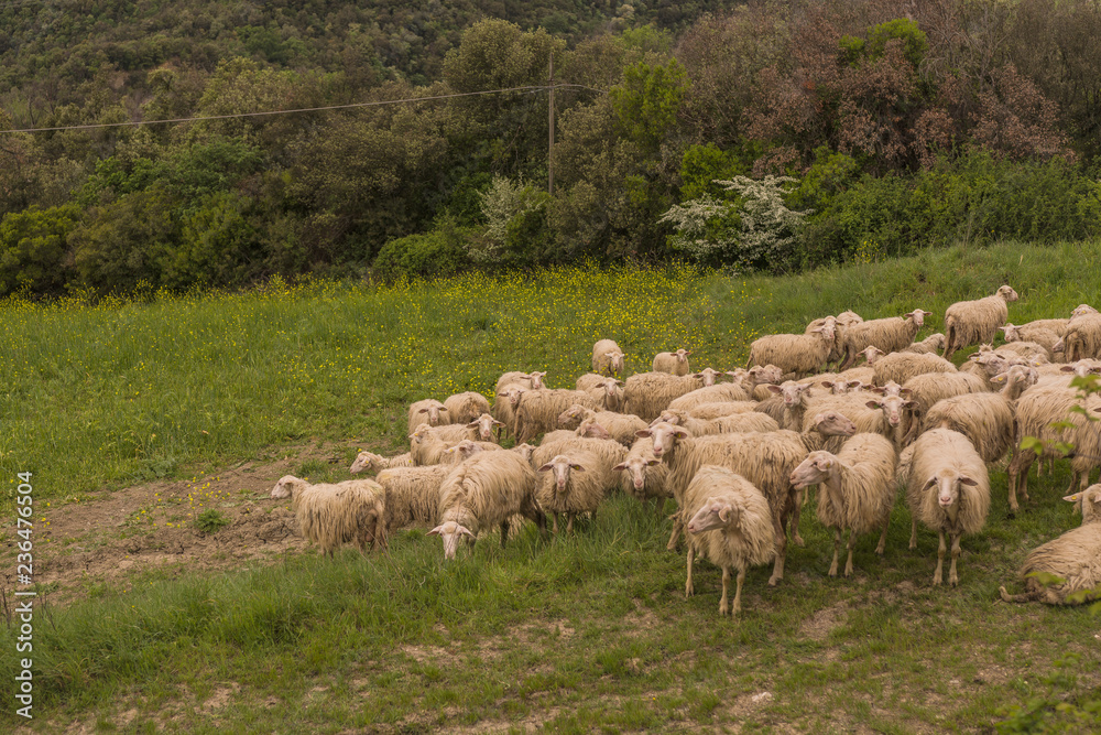Tuscany, Italy - flock of sheep grazing 