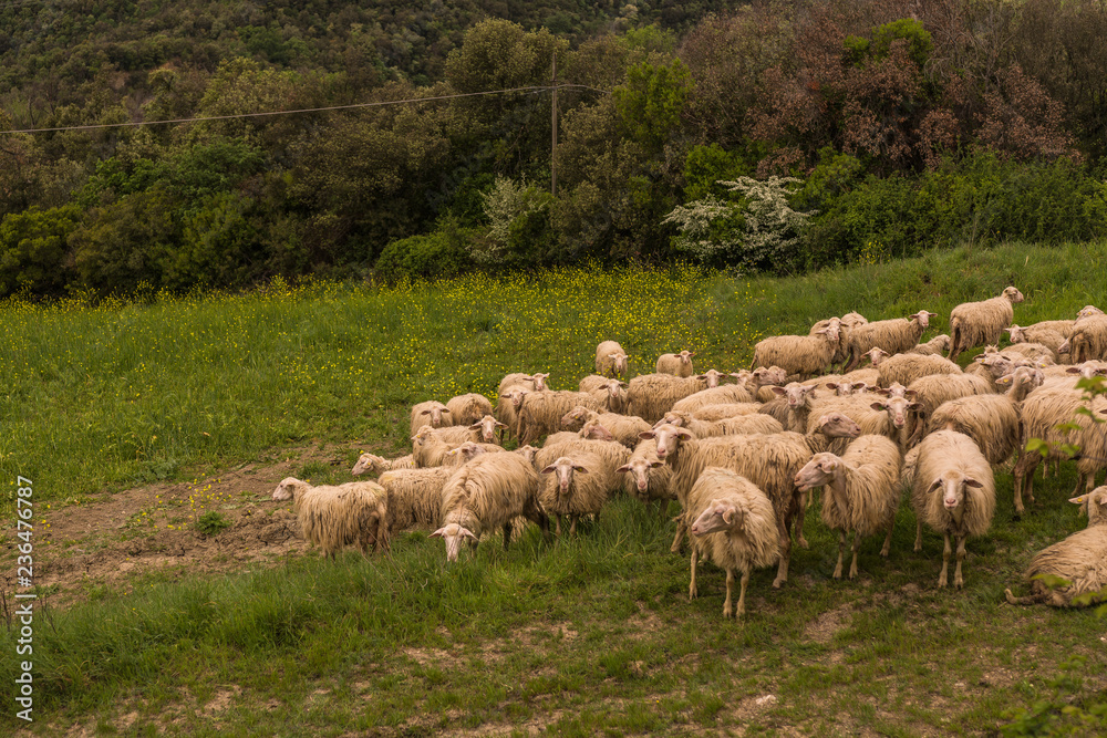 Obraz premium Tuscany, Italy - flock of sheep grazing 