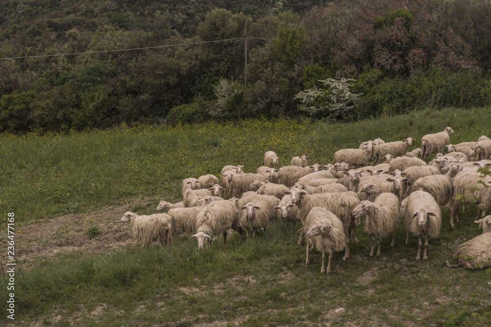 Fototapeta premium Tuscany, Italy - flock of sheep grazing 