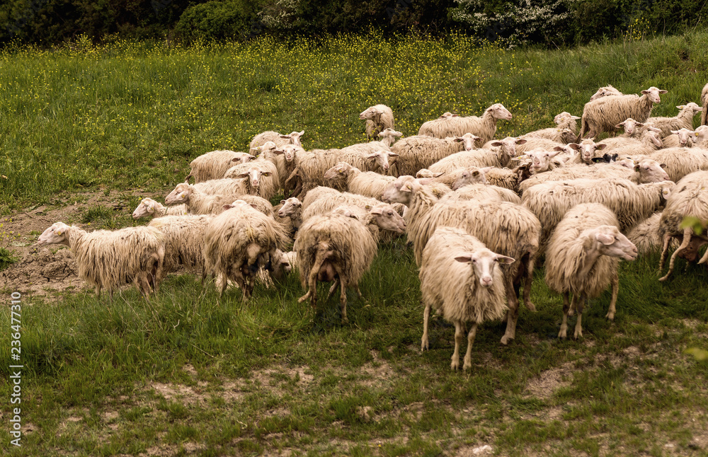 Fototapeta premium Tuscany, Italy - flock of sheep grazing 