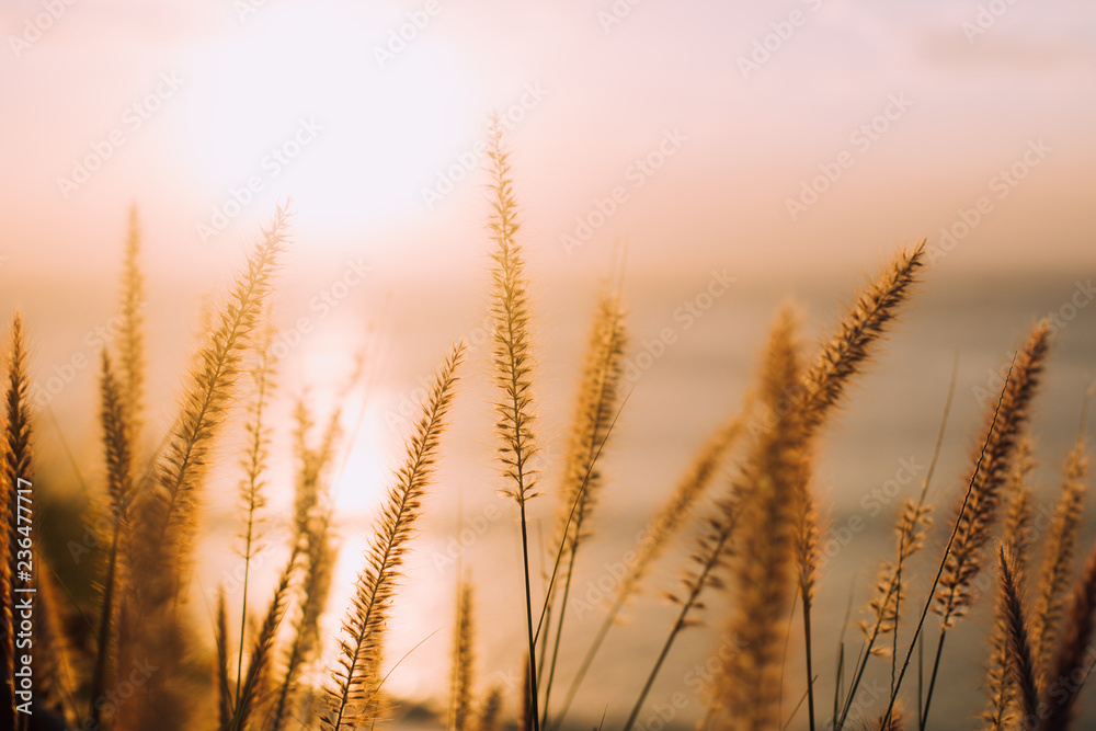 Grass at Sunset Grass at Sunset