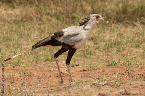 Secretary Bird walking in Tanzania