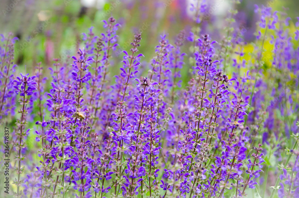 Naklejka premium sage