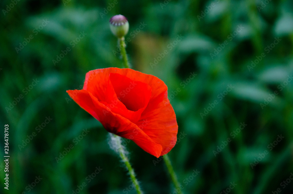 poppy on green background poppy on green background