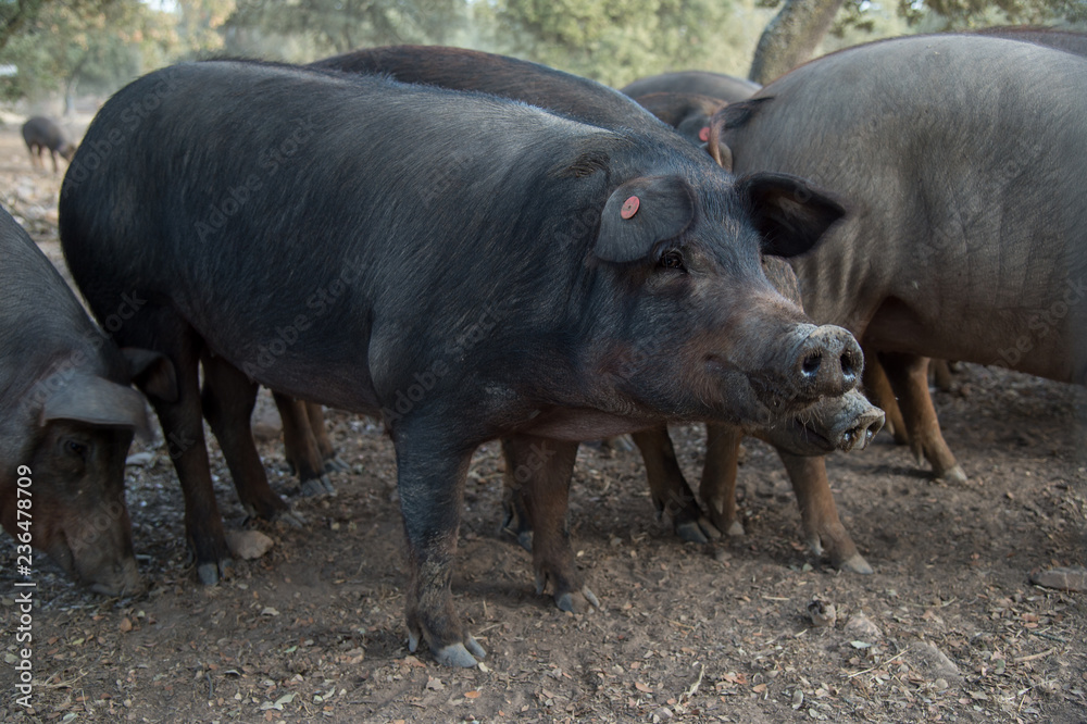 Black iberian pig Black iberian pig
