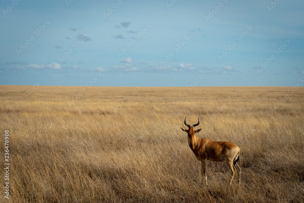 Fototapeta premium Hartebeest in grass in Central Serengeti