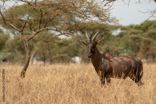 Topi standing in grass in Central Serengeti