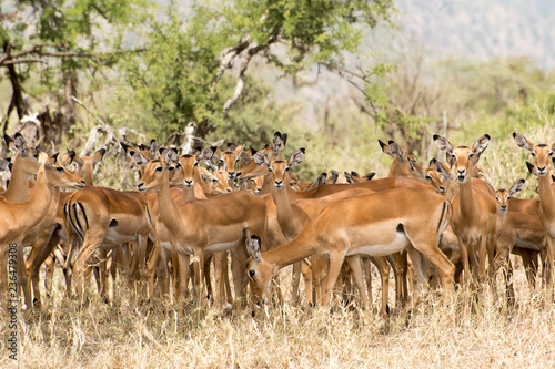 Group of female Impalas in grass in Tanzania