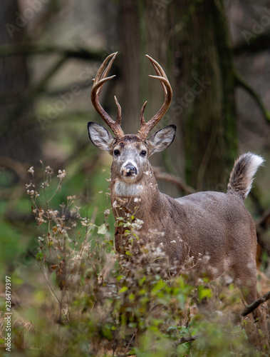 White tailed Deer Buck 