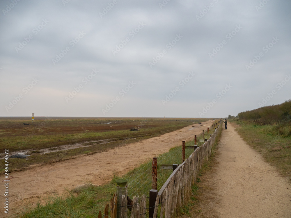 The Fence Line, Donna Nook Grey Seal Colony,  Lincolnshire.