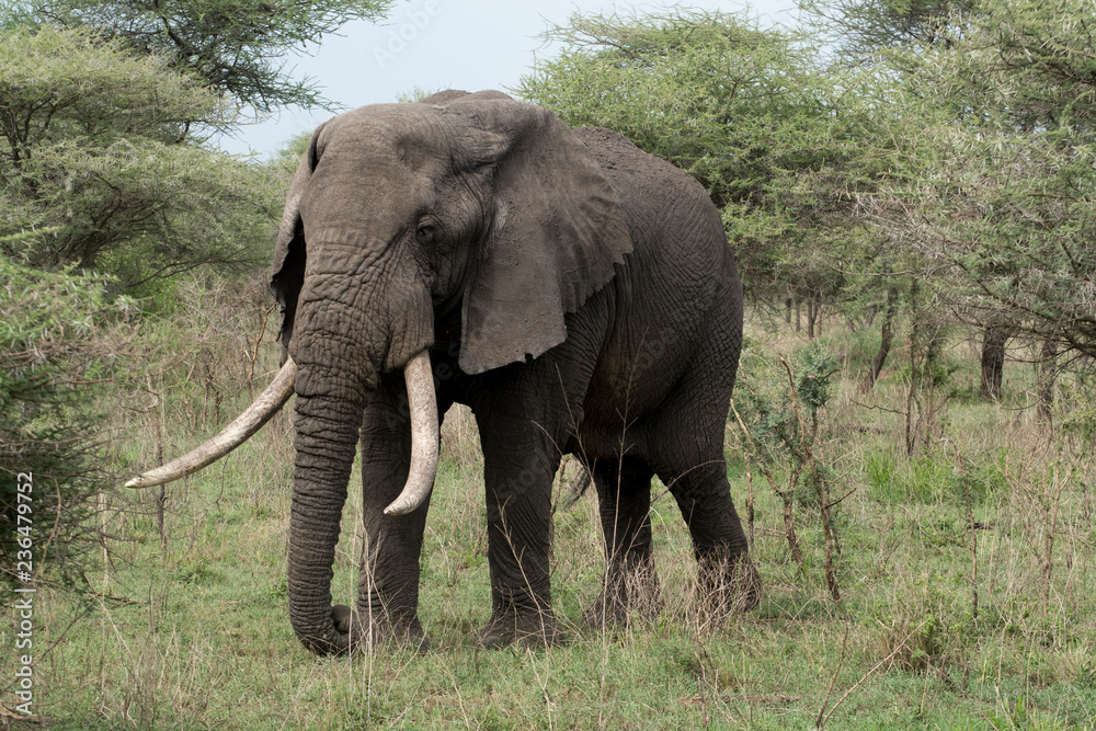 Large Elephant in Western Serengeti in Tanzania Large Elephant in Western Serengeti in Tanzania
