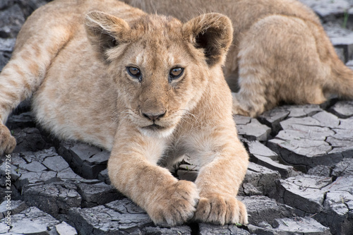 Young Lion laying on cracked mud in Tanzania