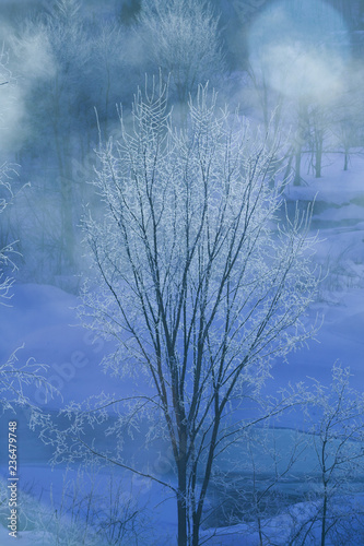 Digitally blue ice covered trees on a cold Vermont morning, Stowe, Vermont, USA