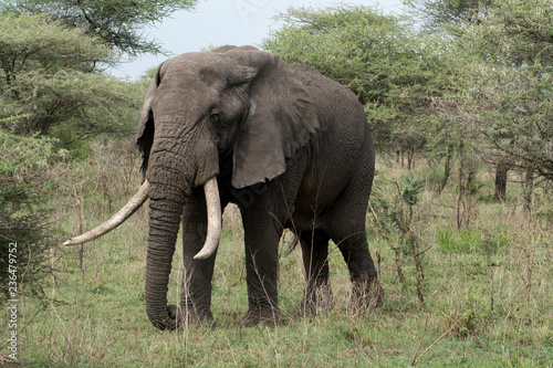 Large Elephant in Western Serengeti in Tanzania