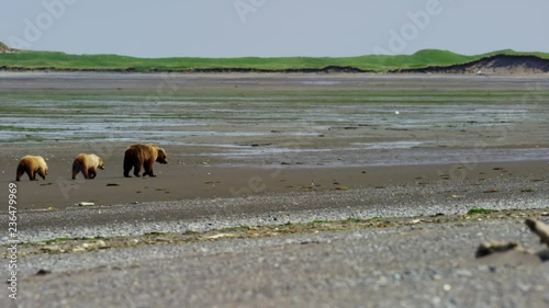 Female grizzly bear and cubs explore shoreline of Katmai National Park Alaska