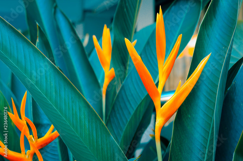 Heliconia psittacorum or Golden Torch flowers with green leaves. Colorful flower on dark tropical foliage nature background. photo