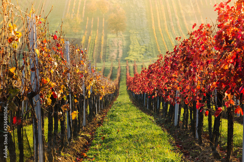 ineyards in the fall, red, yellow, South Moravia photo