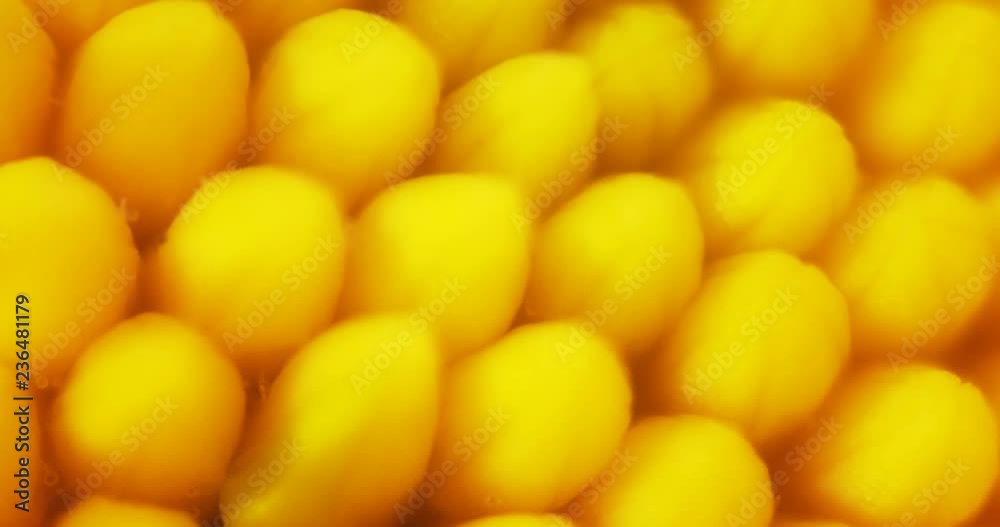 Internal portion of flower, with bright yellow ball shaped structures Internal portion of flower, with bright yellow ball shaped structures