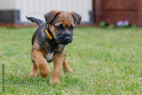 Obraz na plátně border terrier puppy playing