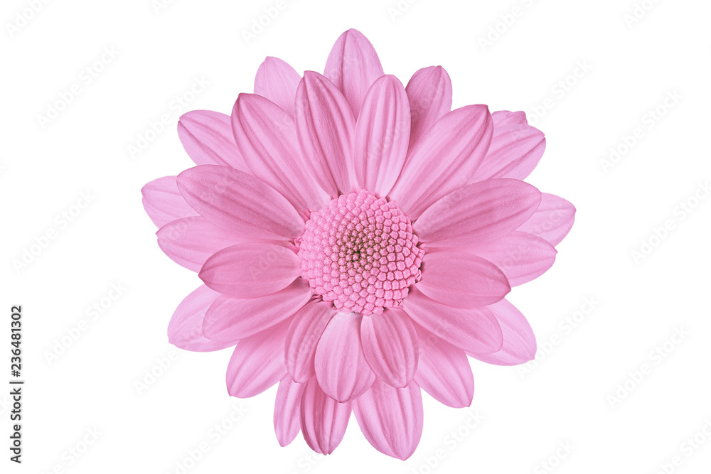 pink flower isolated on white background for designers