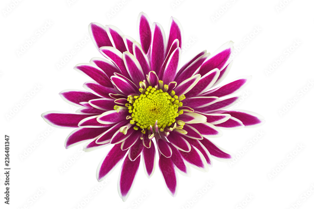chrysanthemum flower in isolation on a white background