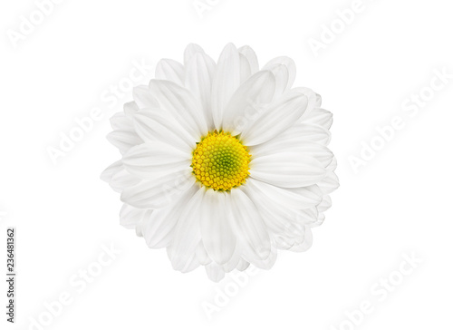 white flower chrysanthemums isolated on white background