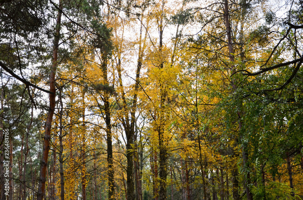 trees in autumn