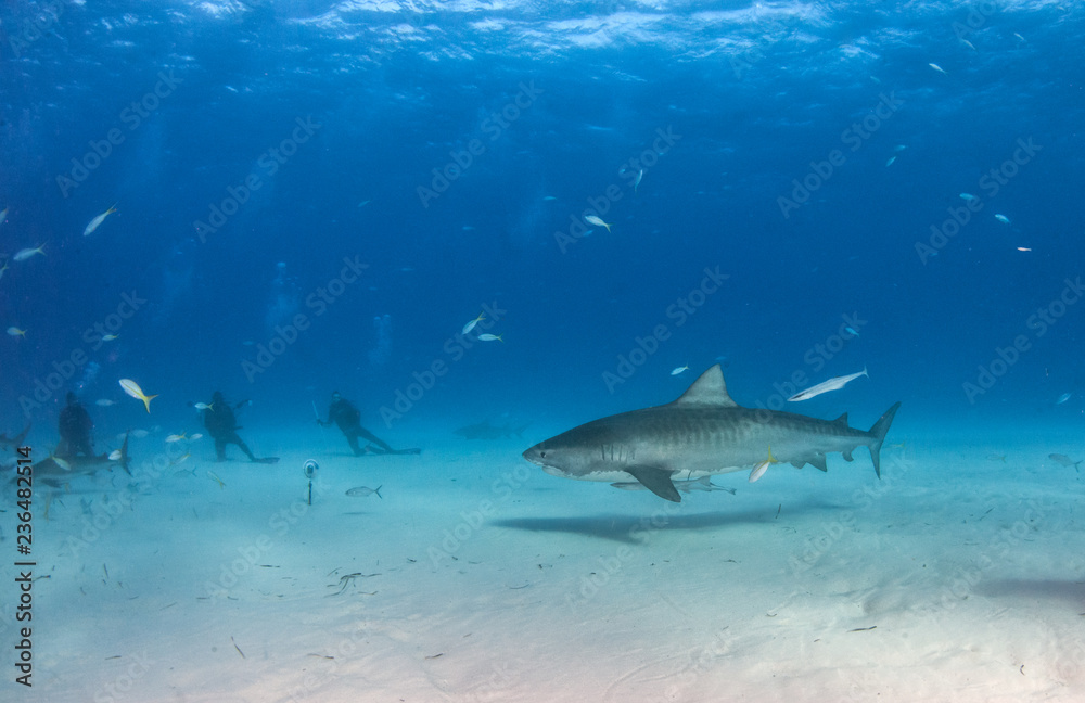 Tiger shark at Tigerbeach, Bahamas