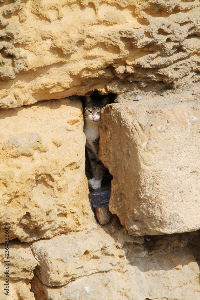 Obraz premium cat, shelter, lurk, hide, peek out, girona, spain