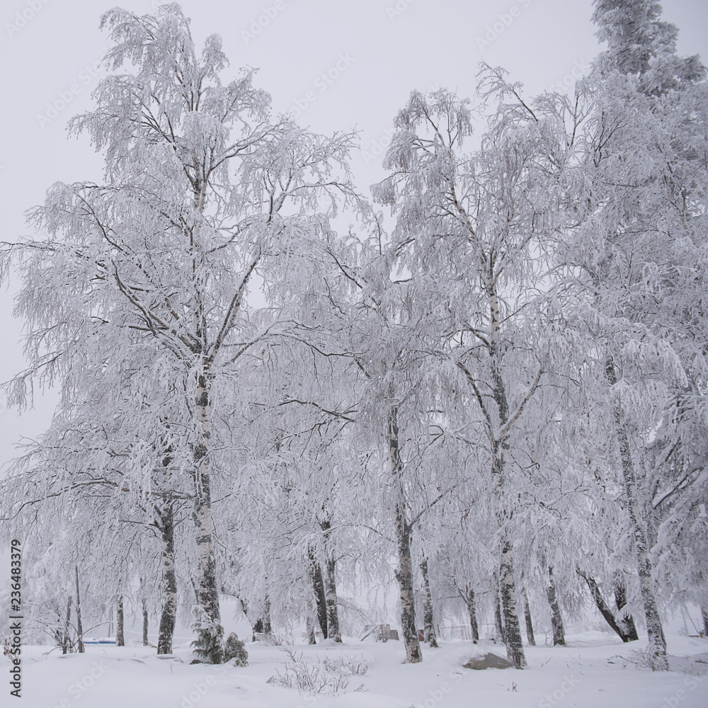 custom made wallpaper toronto digitalWhite birch trees in hoarfrost. Russian winter. Ural. Winter landscape with snow covered trees.