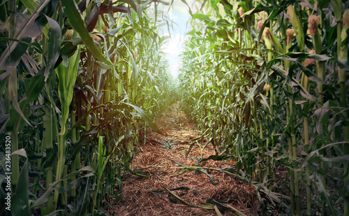 Weg im Maisfeld