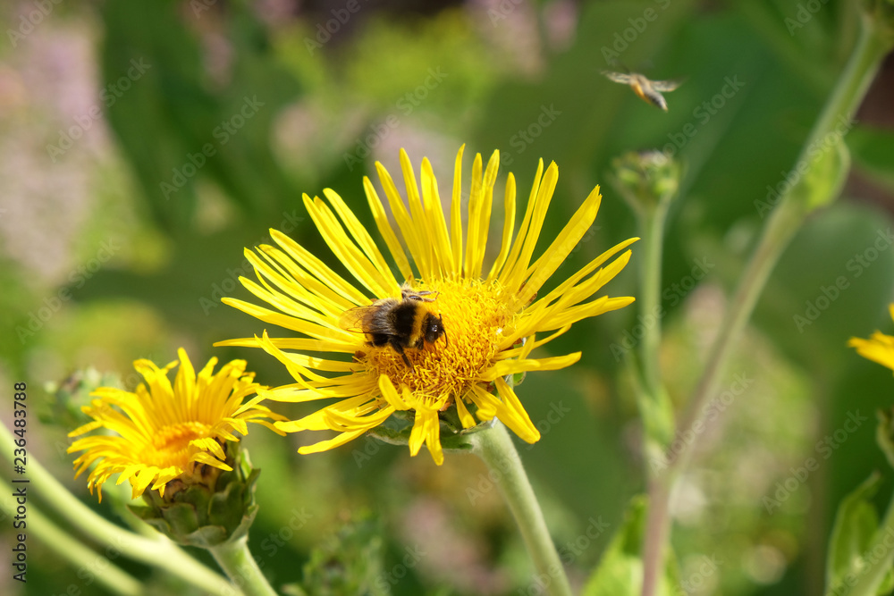 Bumblebee on a flower Bumblebee on a flower