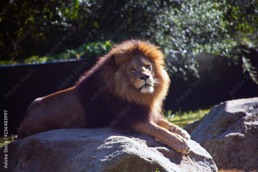 © Gerhard Köhler - Löwe © Gerhard Köhler - Löwe