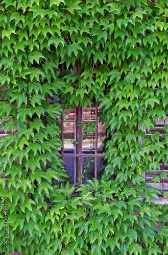 Window in Ivy covered wall