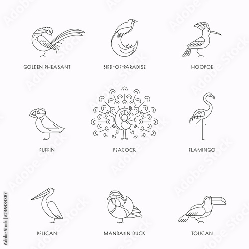 Birds set icon
