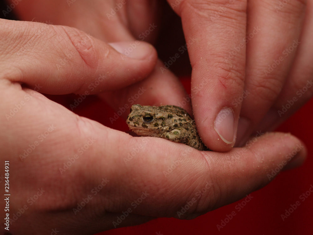 Detail view on the European green toad (Bufo viridis) captured in hands of a zoologist during excursion in Hungary Detail view on the European green toad (Bufo viridis) captured in hands of a zoologist during excursion in Hungary
