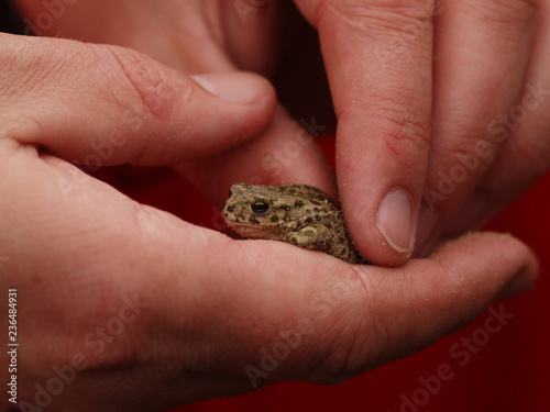 Detail view on the European green toad (Bufo viridis) captured in hands of a zoologist during excursion in Hungary