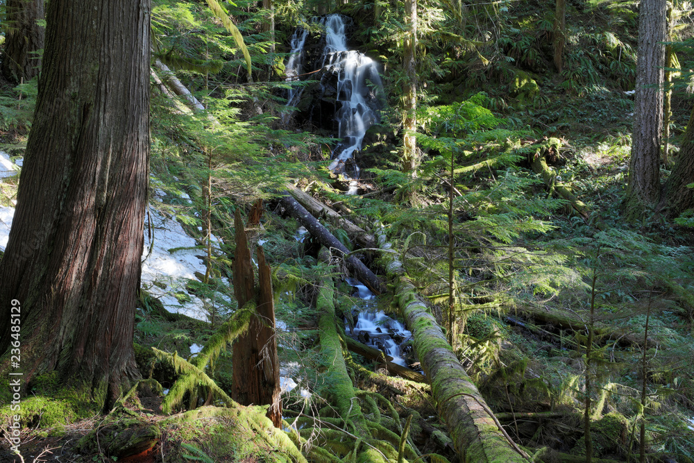 Naklejka premium Mount Rainier National Park, WA, USA. 