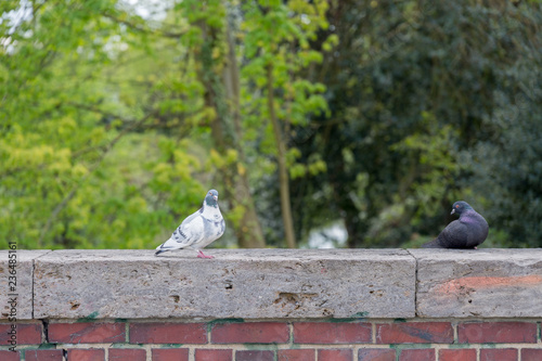 Pigeons on stone wall