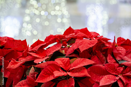Red poinsettia flowers with white Christmas lights in background