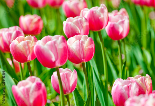 Flower Bed of Red Tulips at Blossom in Spring