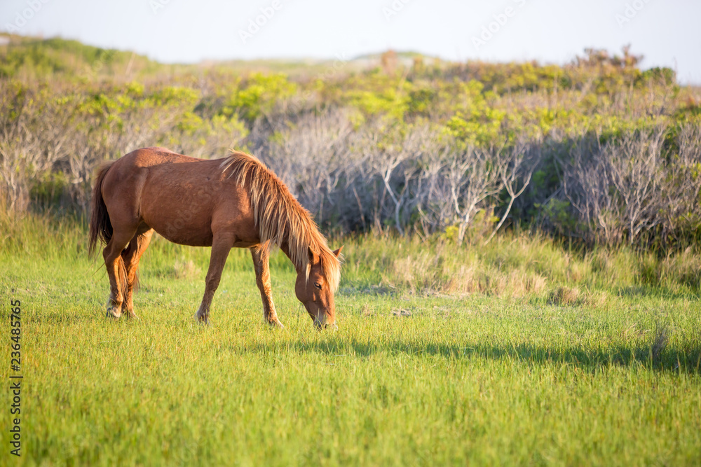 Fototapeta premium A wild pony (Equus caballus) grazing at Assateague Island National Seashore, Maryland